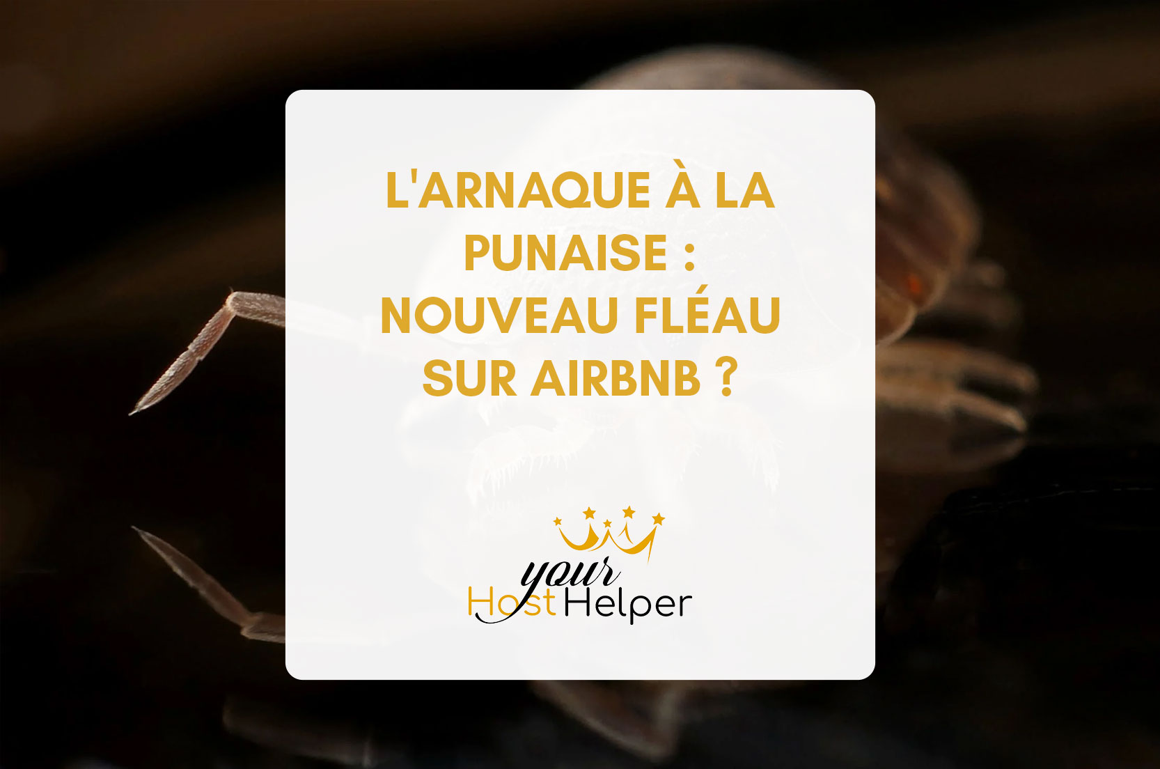 You are currently viewing L’arnaque à la punaise : nouveau fléau pour les propriétaires de locations Airbnb ?